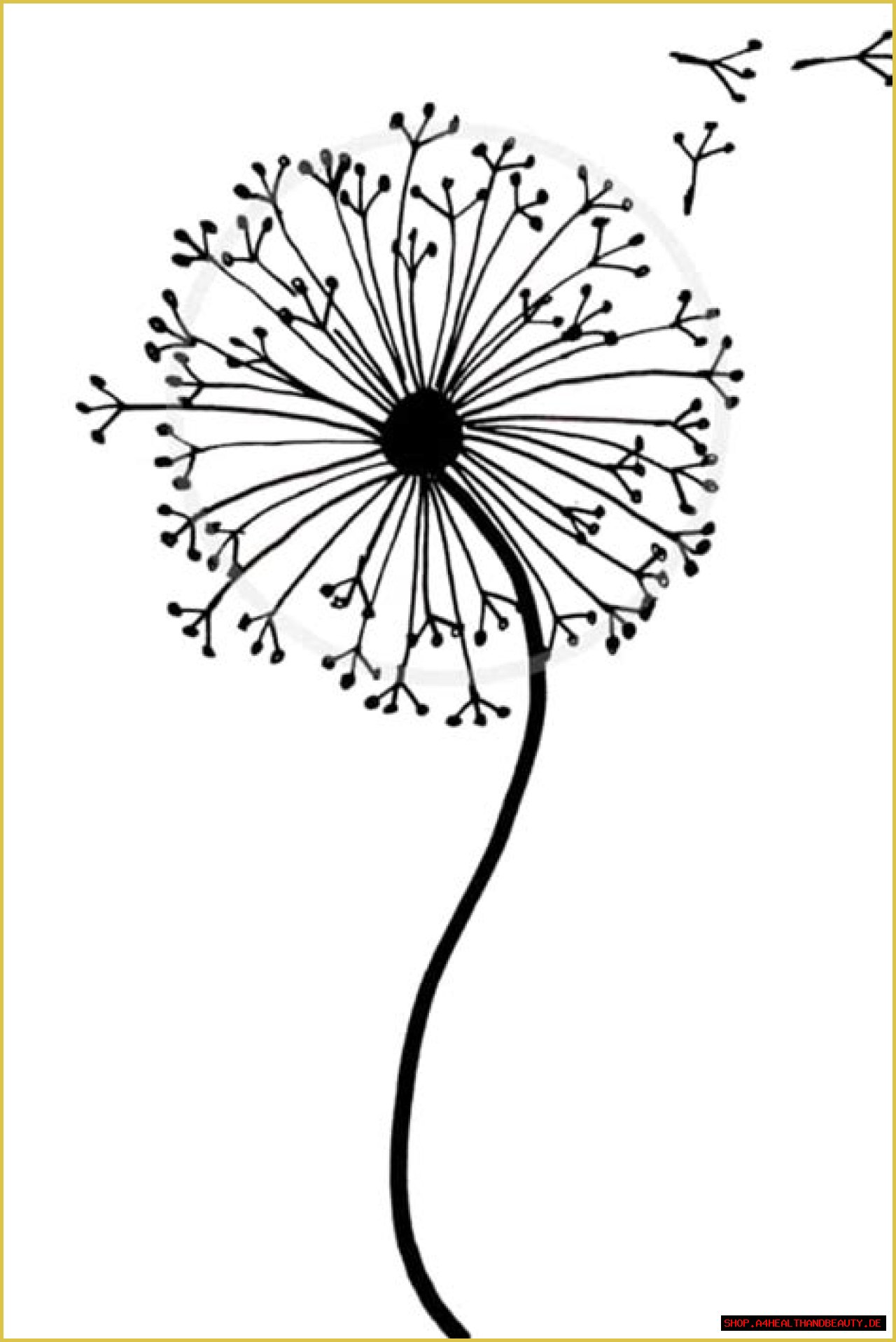 How to Draw a Dandelion