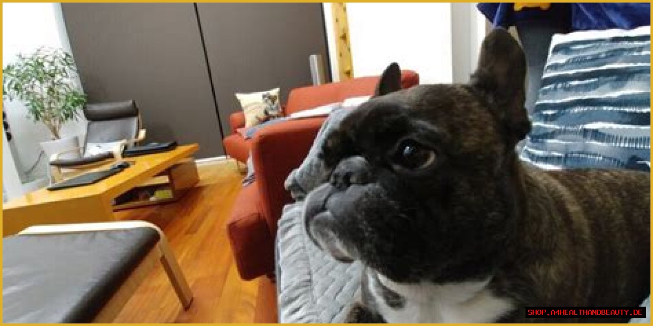 Jeon Ji-woo Pets - Celebrity Pets