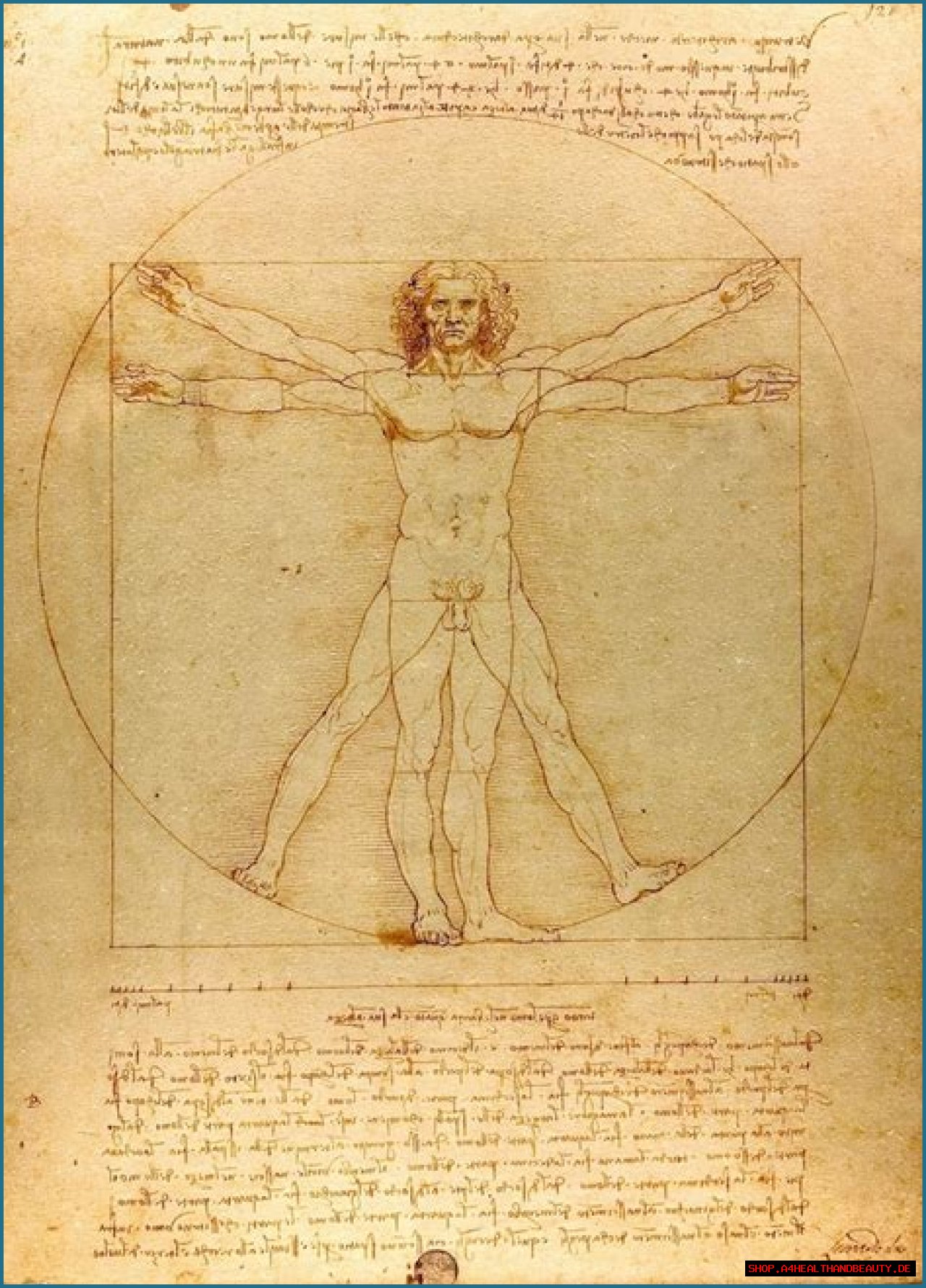 The 'Vitruvian Man' Da Vinci