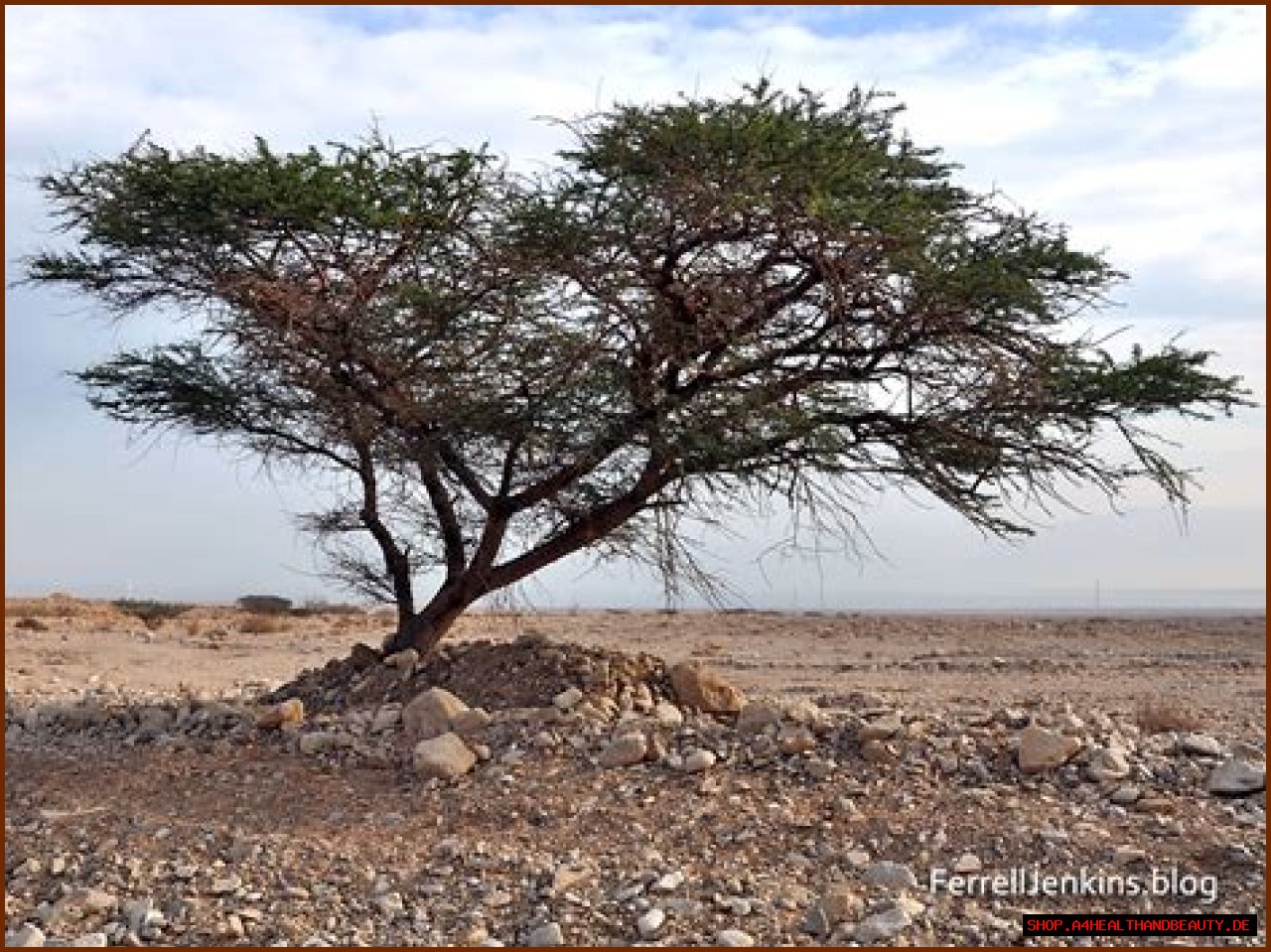 What is the significance of the broom tree in the Bible?